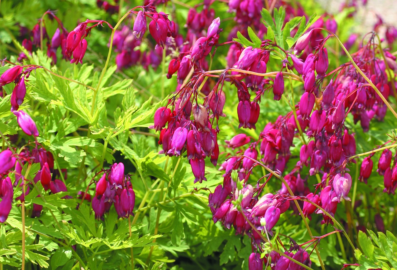 Dicentra formosa 'Bacchanal'